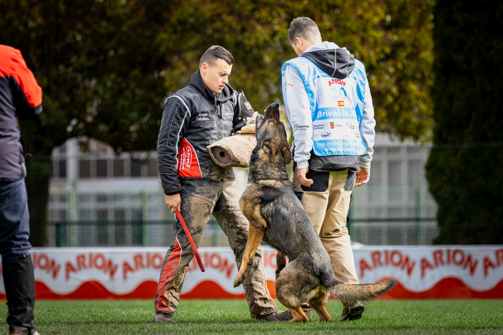 Perro realizando ejercicio de protección