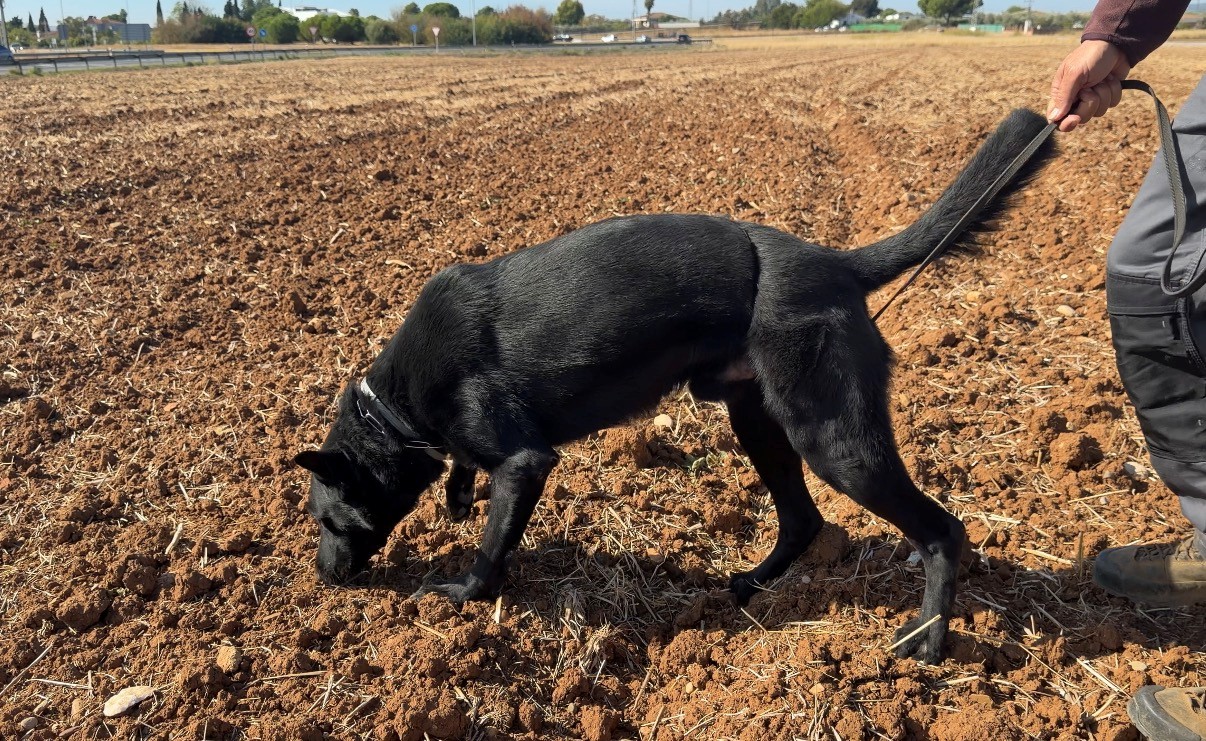 Perro realizando ejercicio de rastro